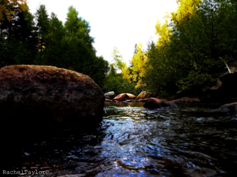 River Flowing Through Forest — Green, Serene, Autumn