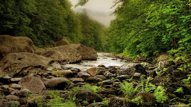River Flowing Through Forest — Green, Serene, Morning, Photograph, Rocks, Trees, Mist