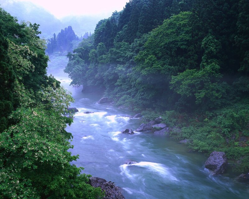 River Flowing Through Forest — Green, Serene, Morning, Photograph