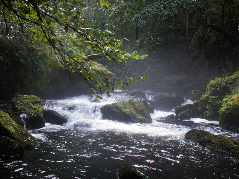 River Flowing Through Forest — Green, Serene, Morning, Photograph, Trees, Rocks, Moss, Brown