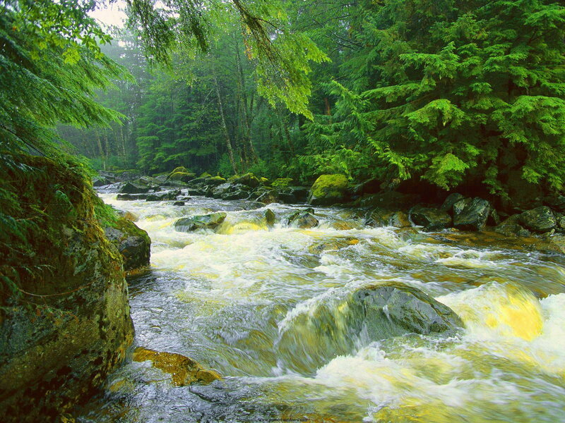 River Flowing Through Forest — Green, Serene, Morning, Photograph, Trees, Rocks, Water