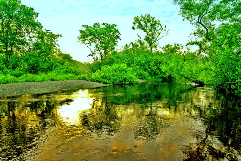 River Flowing Through Forest — Green, Serene, Morning, Photograph, Trees, Water