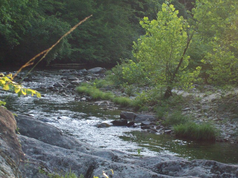 River Flowing Through Forest — Green, Serene, Morning