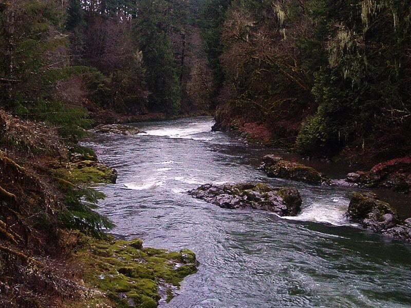 River Flowing Through Forest — Green, Serene, Photograph