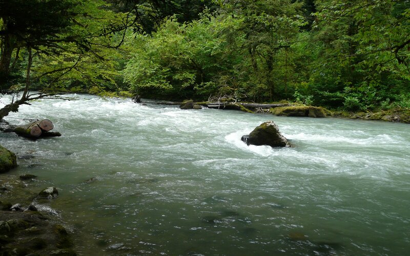 River Flowing Through Forest — Green, Serene, Photograph, Trees, Rocks, Logs