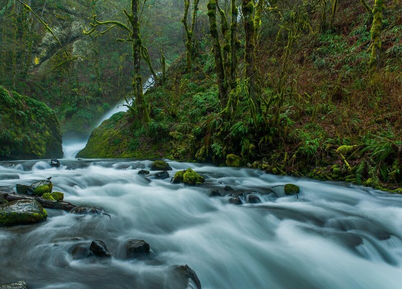 River Flowing Through Forest — Green, Serene, Photograph, Trees, Rocks, Moss