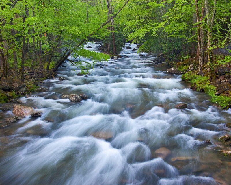 River Flowing Through Forest — Green, Serene, Spring, Photograph