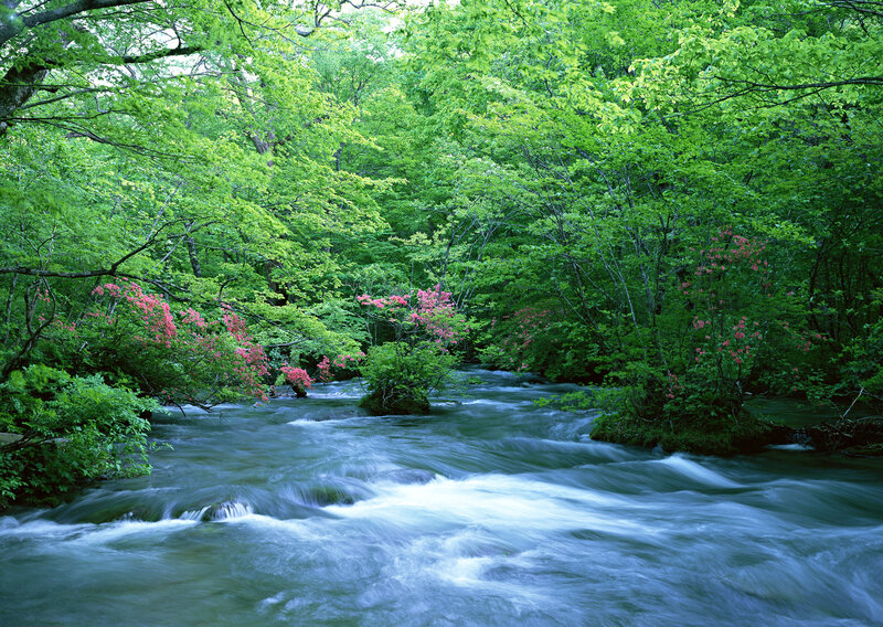 River Flowing Through Forest — Green, Serene, Spring, Photograph, Trees, Flowers