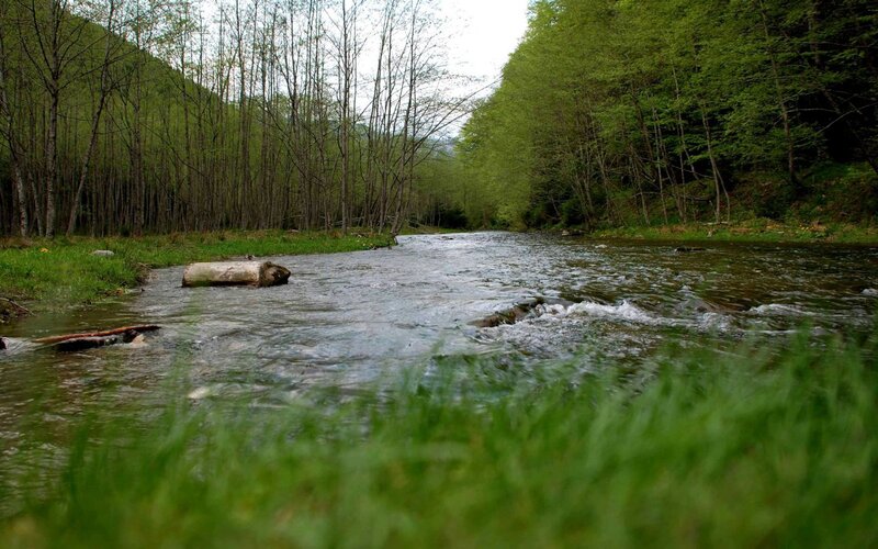 River Flowing Through Forest — Green, Serene, Spring, Photograph, Trees, Log