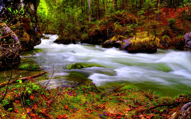 River Flowing Through Forest — Green, Serene, Spring, Photograph, Trees, Rocks, Flowers