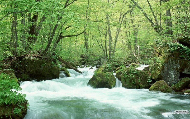 River Flowing Through Forest — Green, Serene, Spring, Photograph, Trees