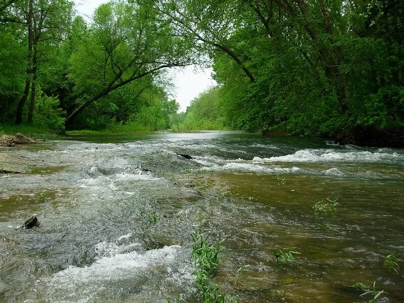 River Flowing Through Forest — Green, Serene, Spring, Photograph, Trees, Water