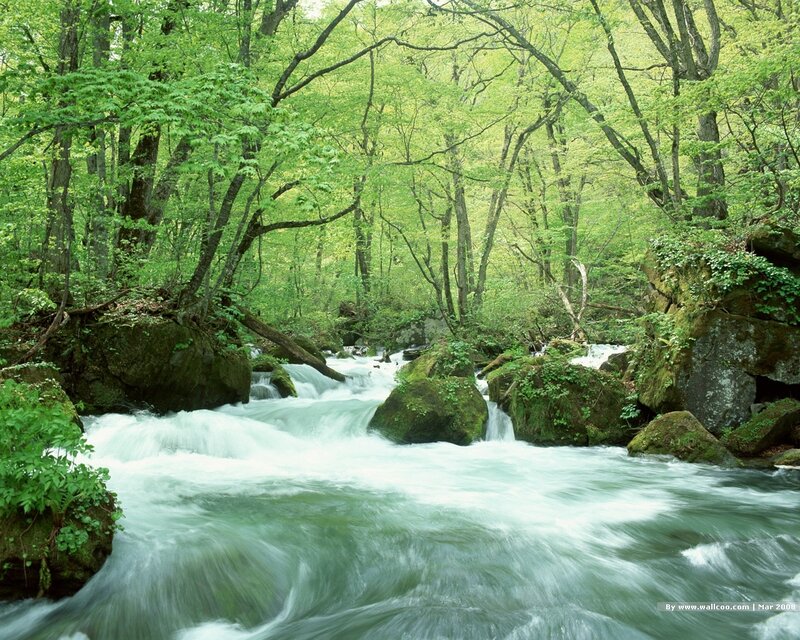 River Flowing Through Forest — Green, Serene, Spring