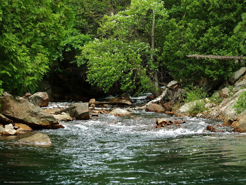 River Flowing Through Forest — Green, Serene, Summer, Photograph, Rocks, Trees