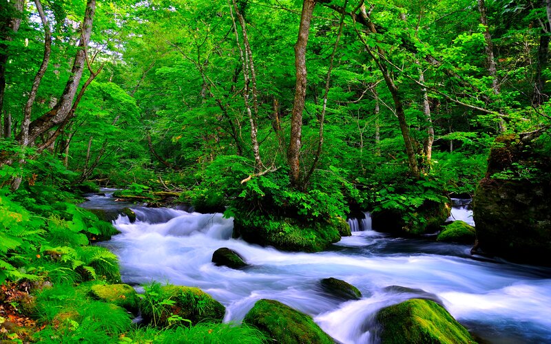 River Flowing Through Forest — Green, Serene, Summer, Photograph