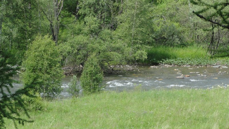 River Flowing Through Forest — Green, Serene, Summer, Photograph, Trees, Grass