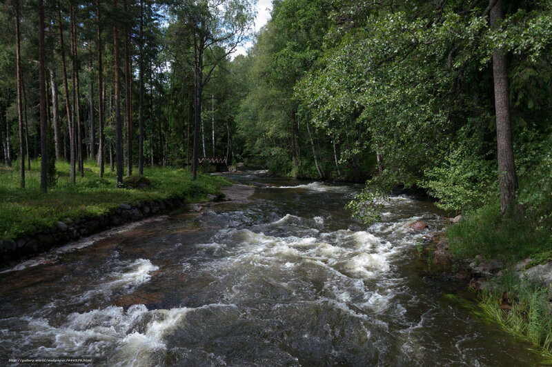 River Flowing Through Forest — Green, Serene, Summer, Photograph, Trees, Rapids