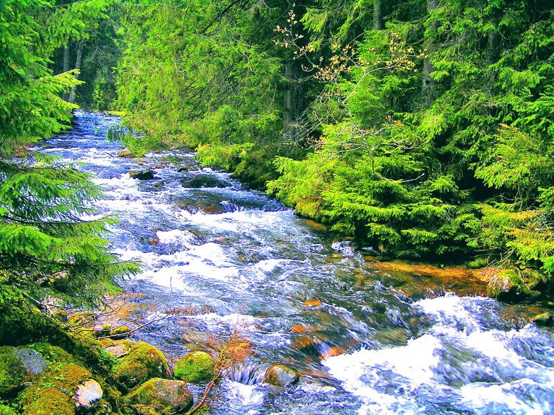 River Flowing Through Forest — Green, Serene, Summer, Photograph, Trees, Rocks