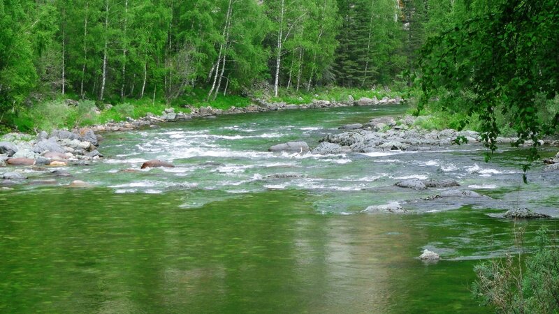 River Flowing Through Forest — Green, Serene, Summer, Photograph, Trees, Rocks, Water, Gray
