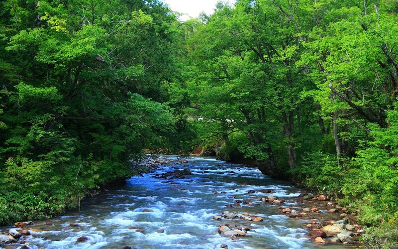 River Flowing Through Forest — Green, Serene, Summer, Photograph, Trees, Rocks, Water