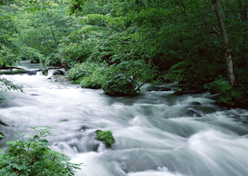 River Flowing Through Forest — Green, Serene, Summer, Photograph, Trees, Rocks, Water, White