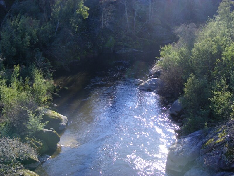 River Flowing Through Forest — Green