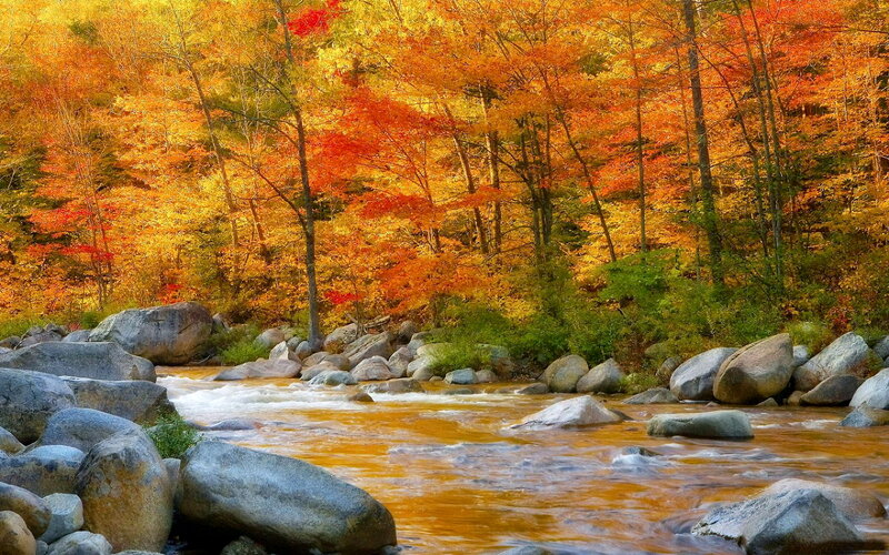 River Flowing Through Forest — Orange, Serene, Autumn, Photograph