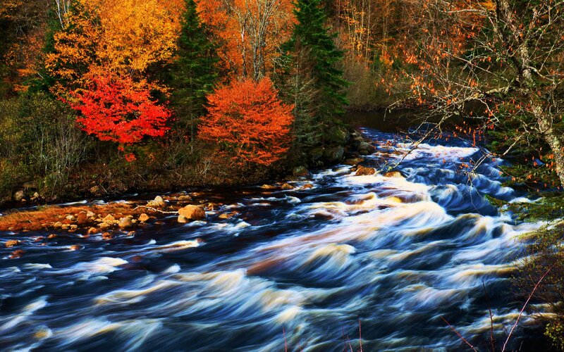 River Flowing Through Forest — Orange, Serene, Autumn, Photograph, Trees