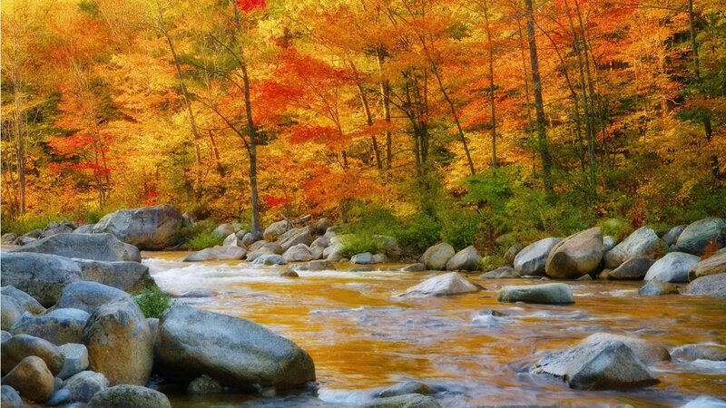 River Flowing Through Forest — Orange, Serene, Autumn
