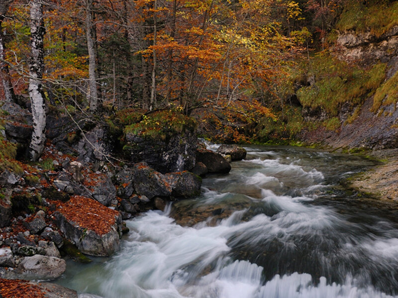 River Flowing Through Forest — Orange