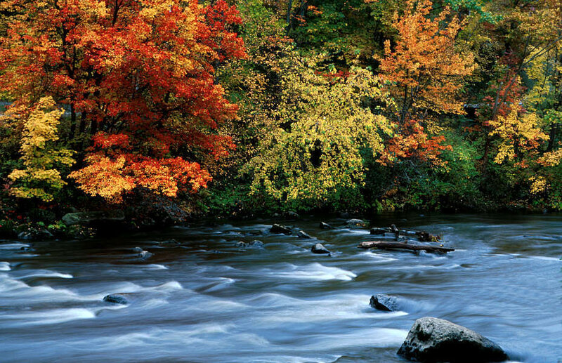 River Flowing Through Forest — Red