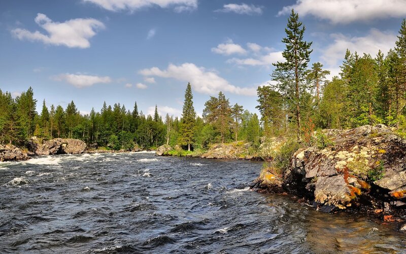 River Flowing Through Forest — Serene, Trees