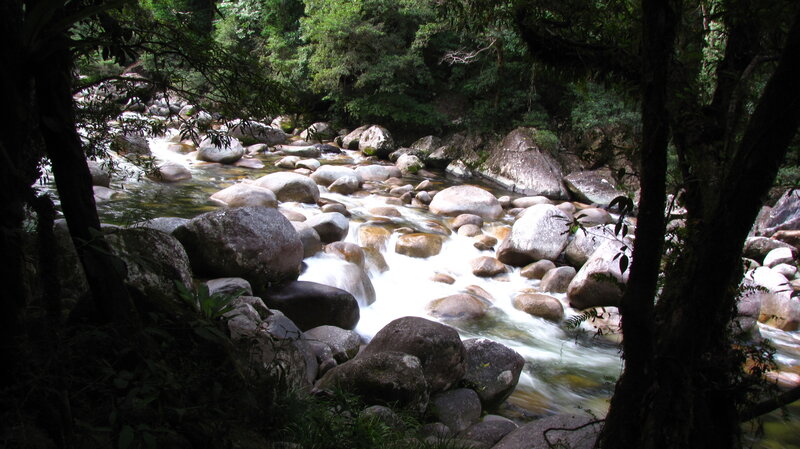 River Flowing Through Forest — Stream