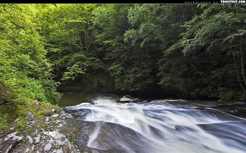 River Flowing Through Forest — Water