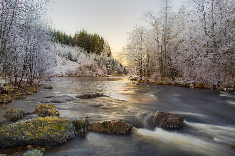 River Flowing Through Forest — White