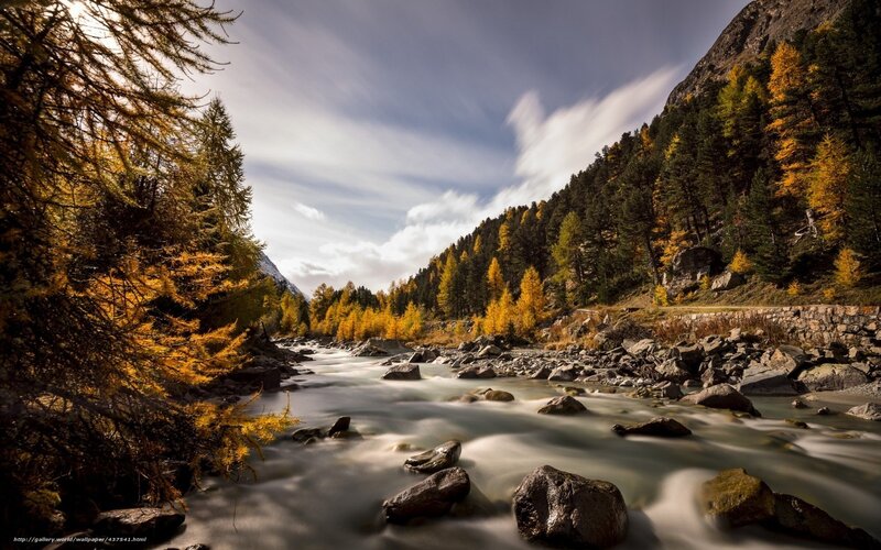 River Flowing Through Forest — Yellow, Serene, Autumn, Photograph