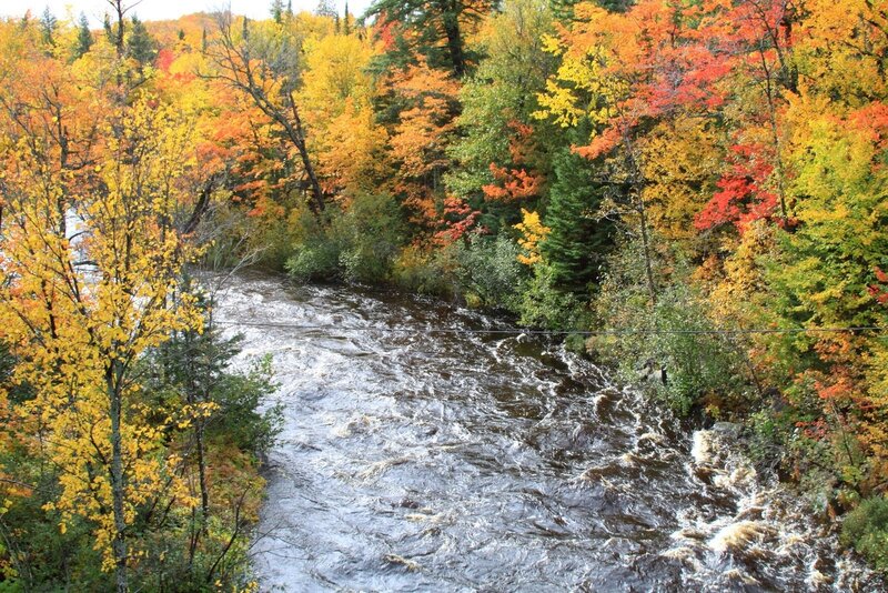 River Flowing Through Forest — Yellow, Serene