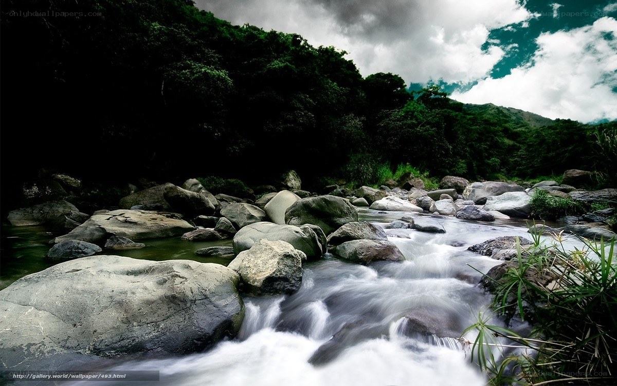 River flowing through forest