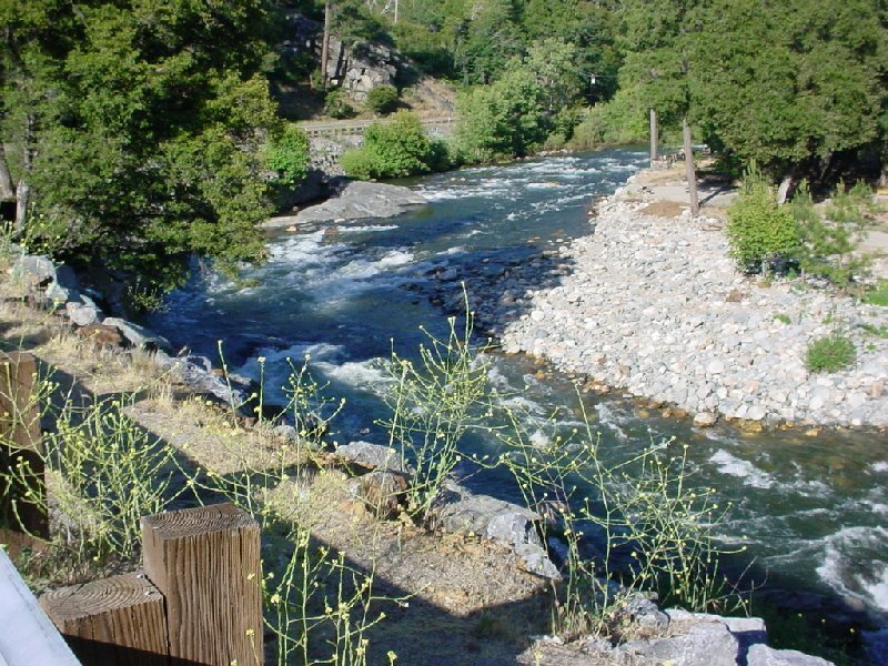 river flowing through forested area