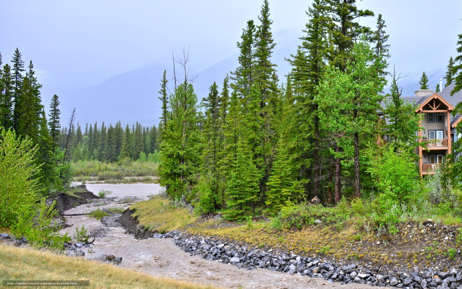 River flowing through forested area