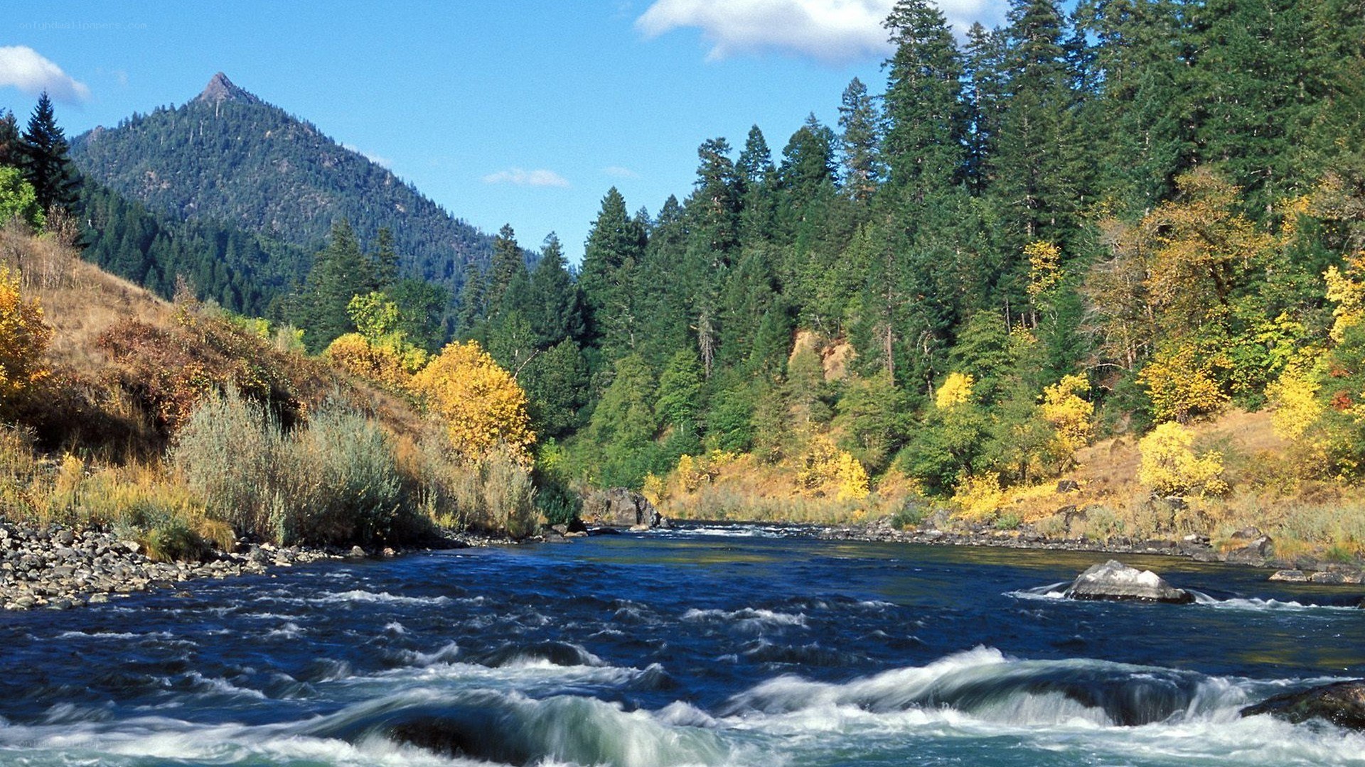 River flowing through forested valley