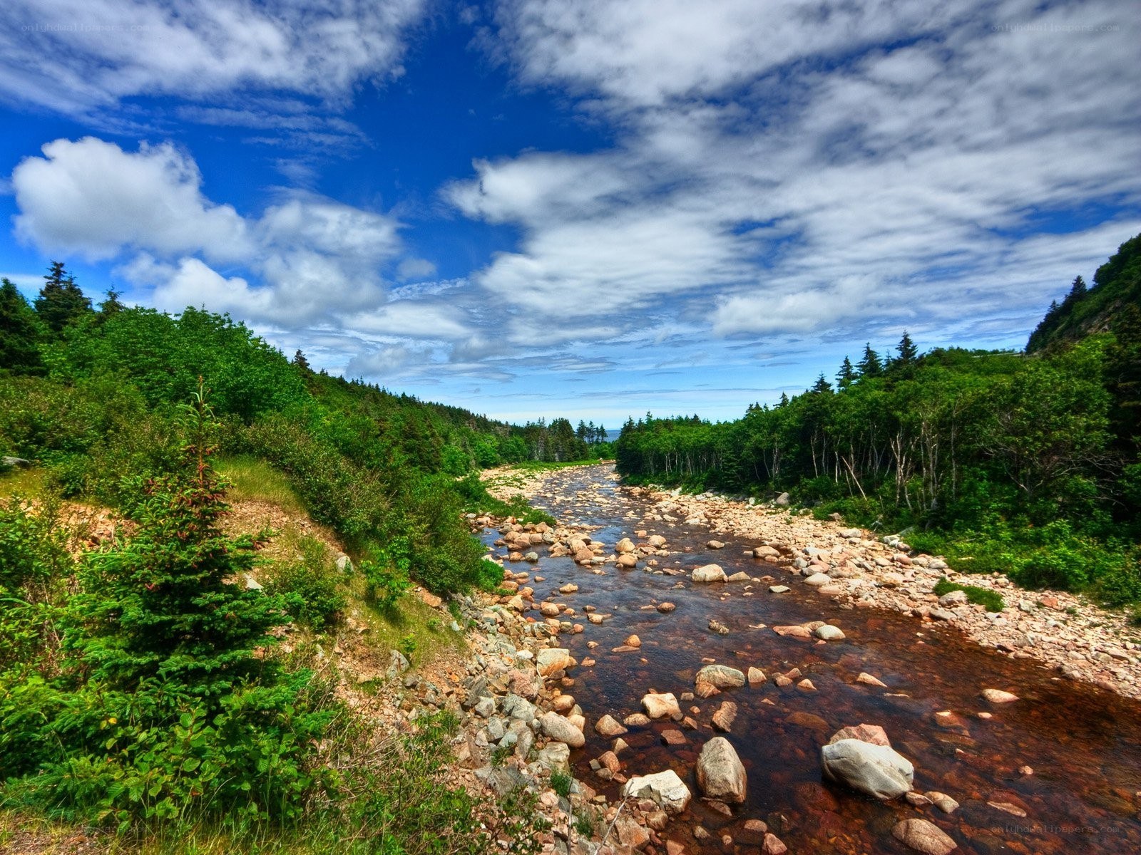 River flowing through forested valley