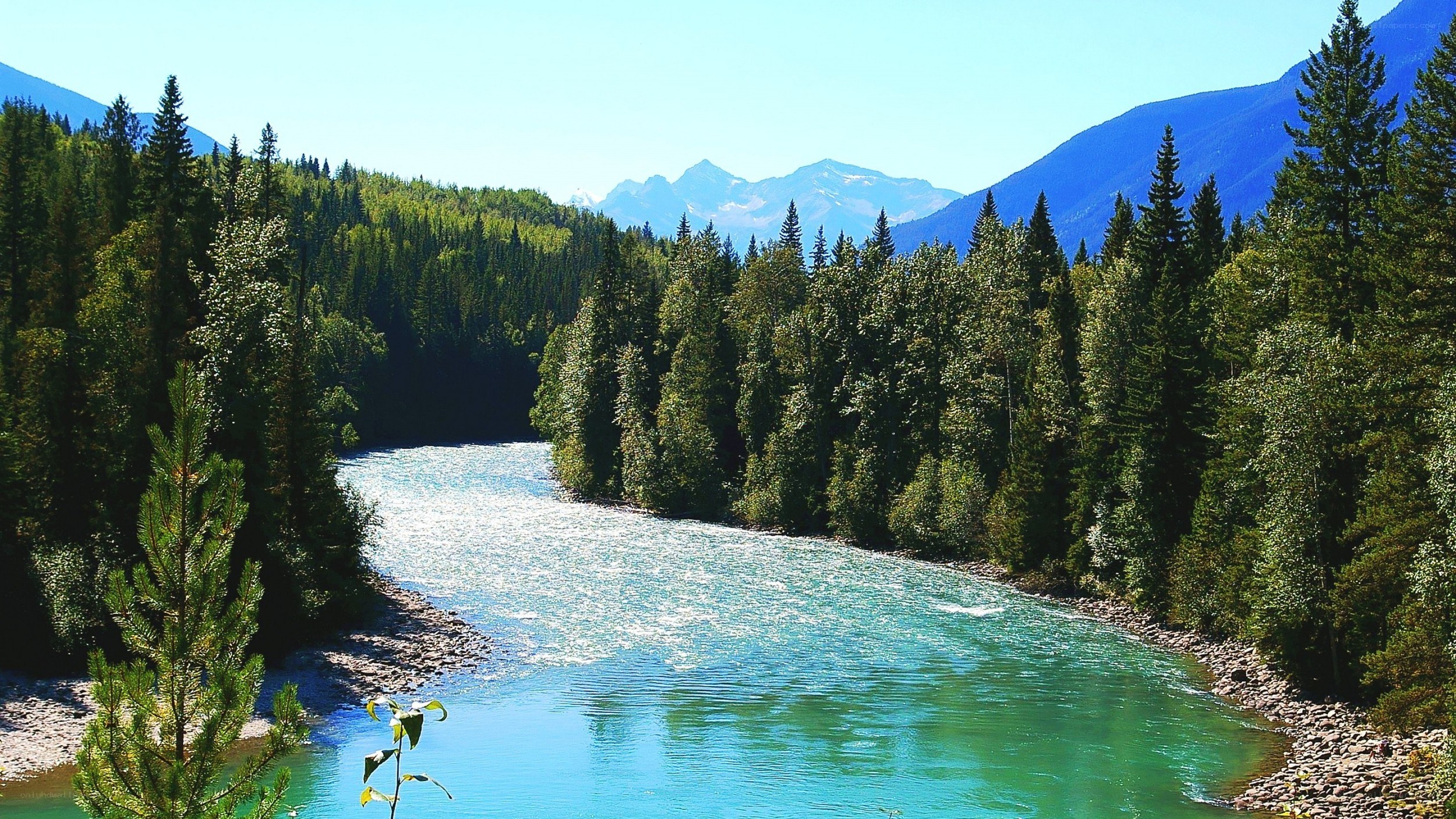 river flowing through forested valley