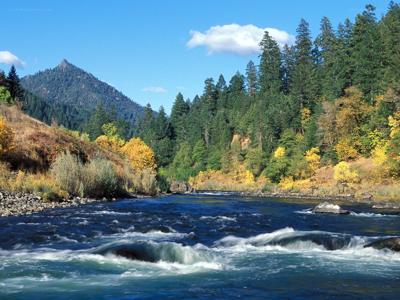 River flowing through forested valley