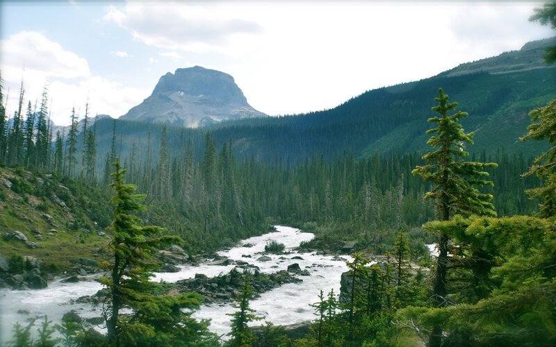 river flowing through forested valley