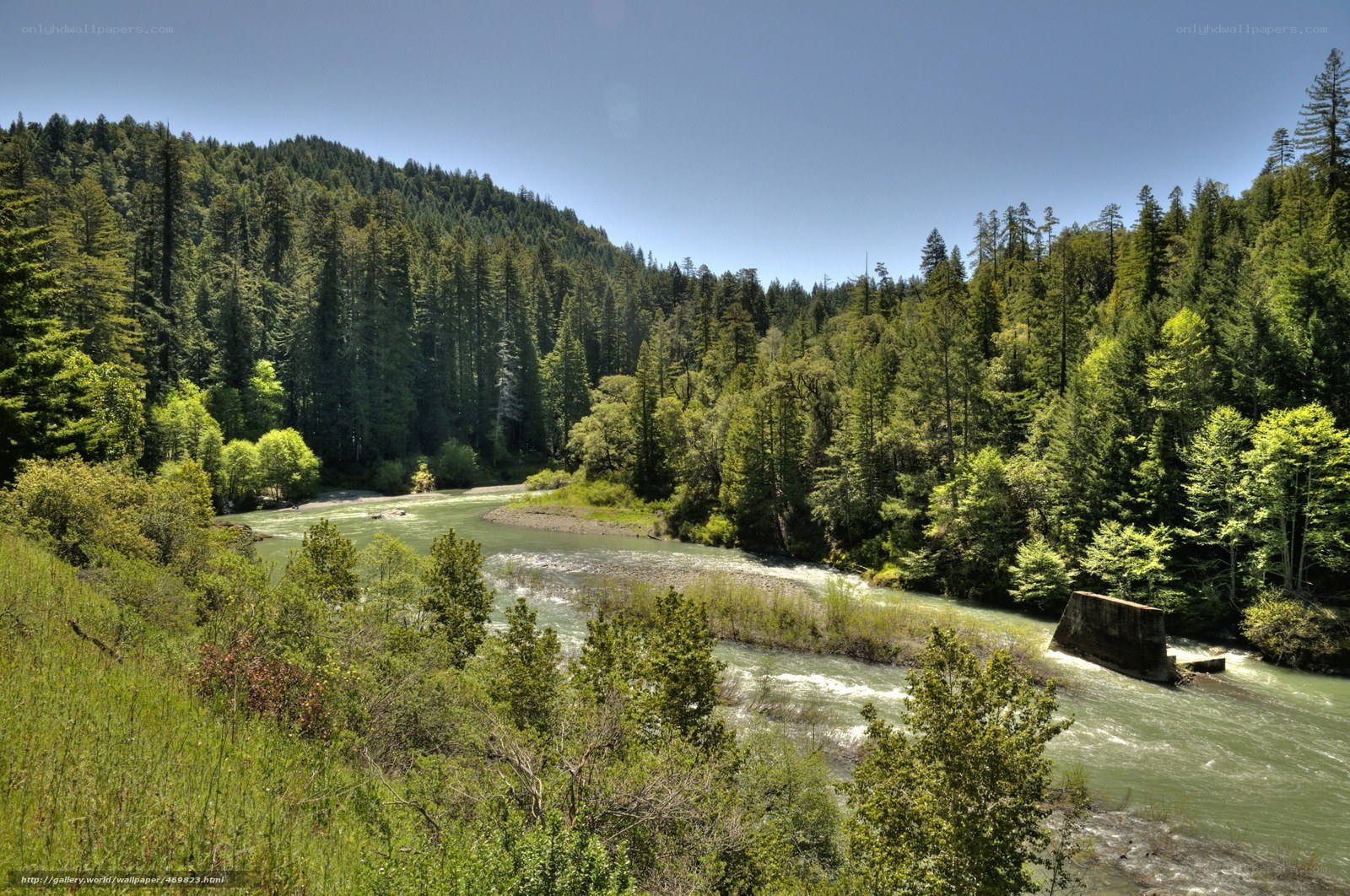River flowing through forested valley