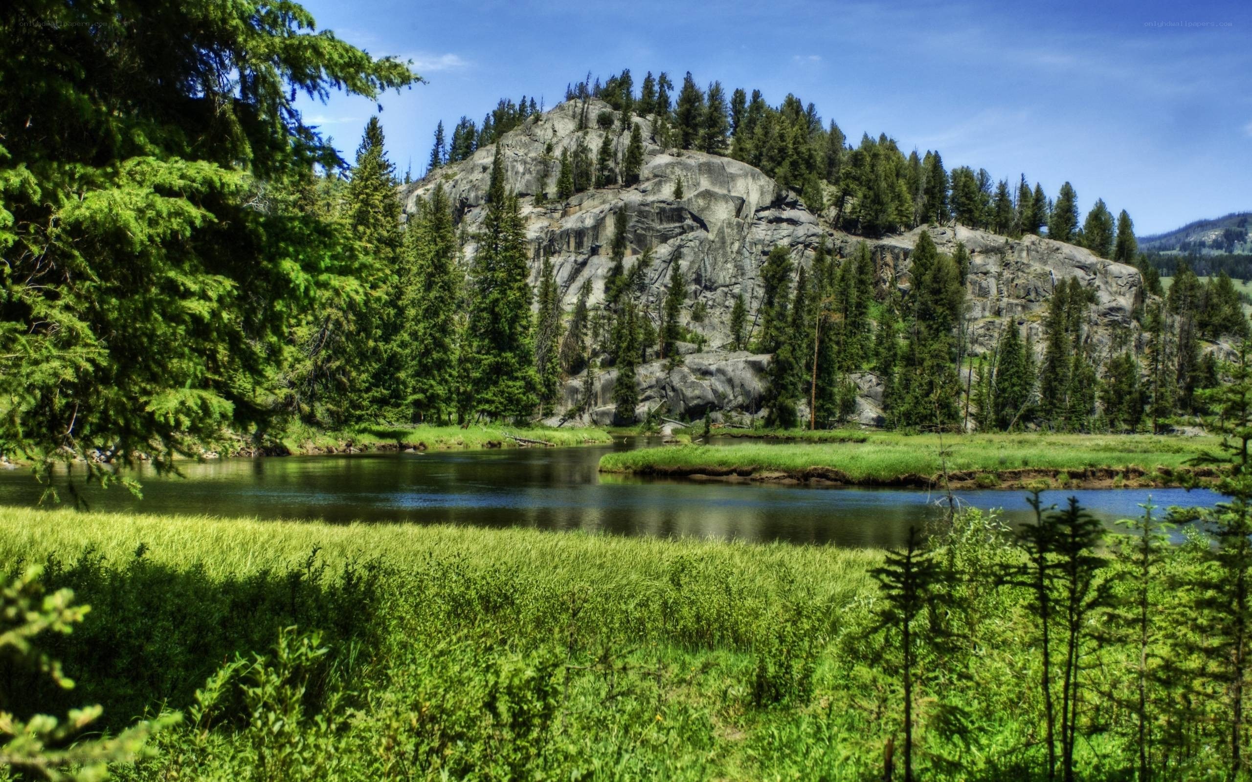 River flowing through forested valley