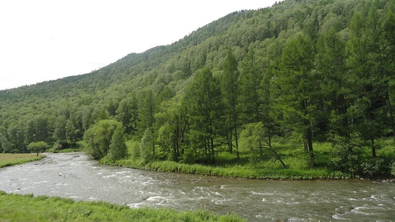 river flowing through forested valley