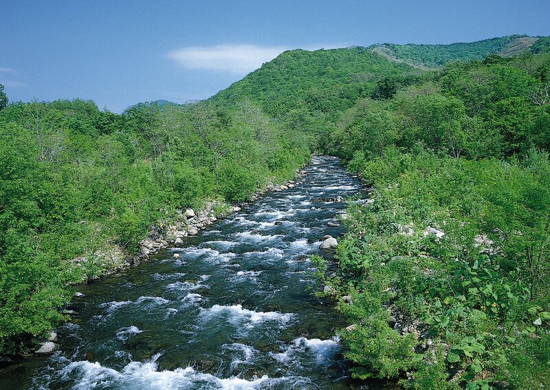 river flowing through green forest