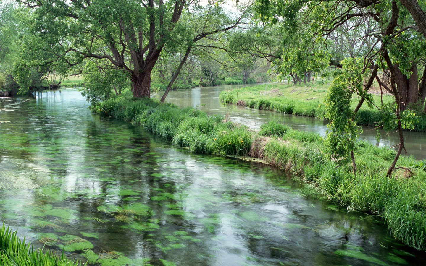 River flowing through green forest